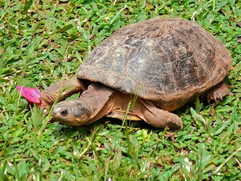 Helmeted Terrapin Pelomedusa subrufa 17974863358 768x576