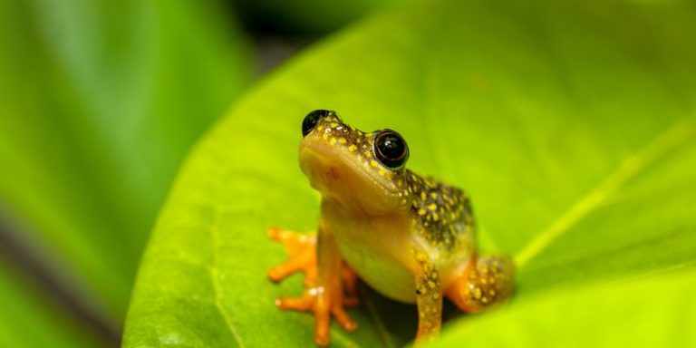 university researchers trace emergence of fungus threatening african amphibians m 768x384