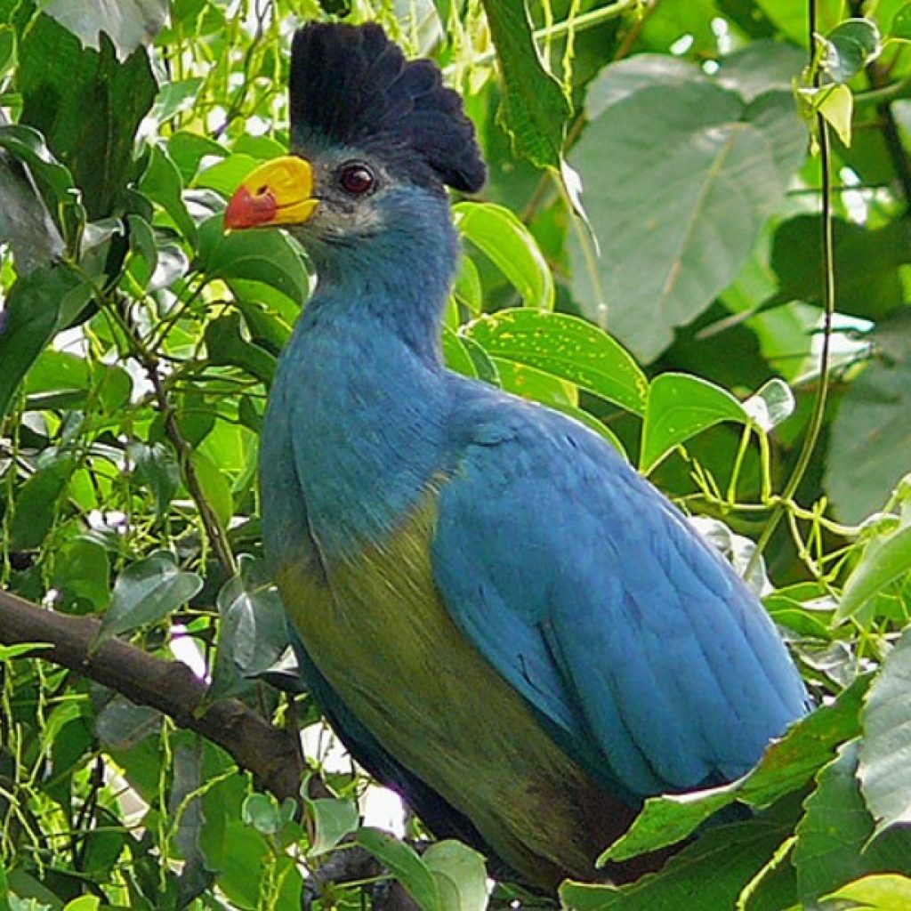 Bird-watching-in-Kibale-forest-national-park