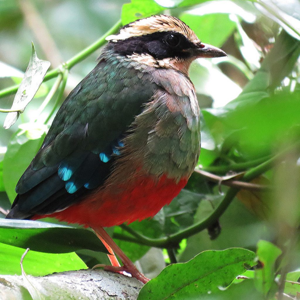 Birding-in-Kibale-National-Park (1)