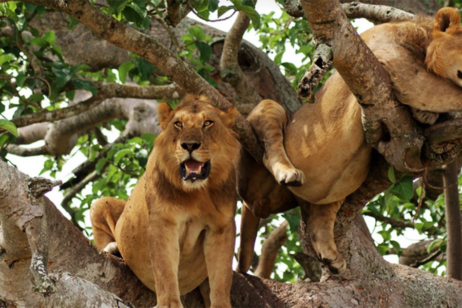 Kidepo Valley National Park