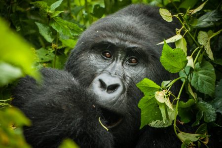 Bwindi Impenetrable National Park