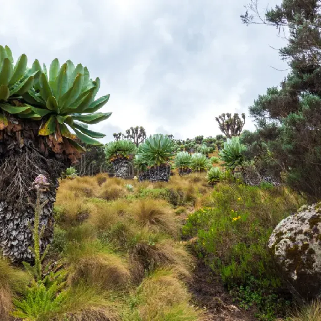 giant-groundsels-against-valley-mountains-aberdare-national-park-kenya-giant-groundsels-growing-wild-aberdare-260331429