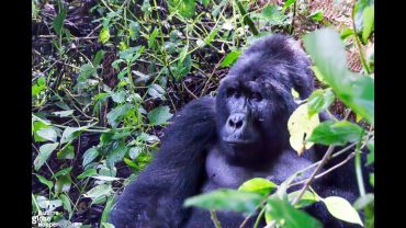 Journeying Into Gorilla Tracking