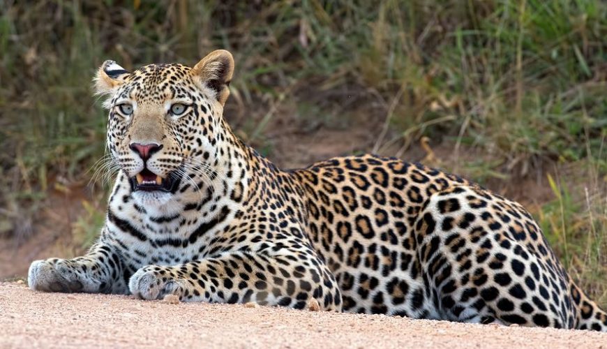 The Wild’s Elusive, Efficient Lone Hunter